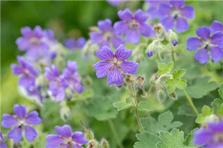 Geranium renardii 'Philippe Vapelle' - Garten-Storchschnabel 'Philippe Vapelle'