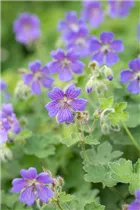 Geranium renardii 'Philippe Vapelle' - Garten-Storchschnabel 'Philippe Vapelle'