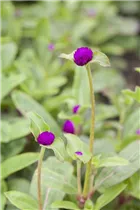 Gomphrena globosa - Kugelamarant Gomphrena globosa - Kugelamarant