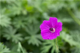 Geranium sanguineum 'Tiny Monster' - Garten-Blut-Storchschnabel 'Tiny Monster'