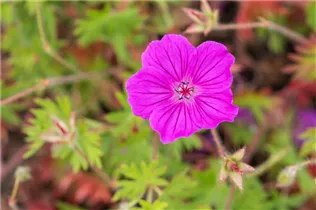 Geranium sanguineum 'Tiny Monster' - Garten-Blut-Storchschnabel 'Tiny Monster'