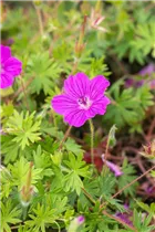 Geranium sanguineum 'Tiny Monster' - Garten-Blut-Storchschnabel 'Tiny Monster'