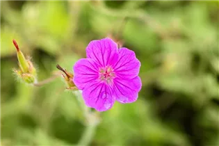 Geranium sanguineum 'Tiny Monster' - Garten-Blut-Storchschnabel 'Tiny Monster'