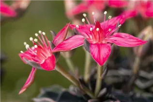 Graptopetalum bellum - Graptopetalum Graptopetalum bellum - Graptopetalum
