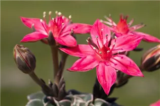 Graptopetalum bellum - Graptopetalum Graptopetalum bellum - Graptopetalum