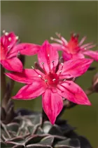 Graptopetalum bellum - Graptopetalum Graptopetalum bellum - Graptopetalum