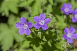 Geranium sylvaticum 'Mayflower' - Garten-Storchschnabel 'Mayflower'