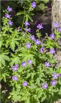 Geranium sylvaticum 'Mayflower' - Garten-Storchschnabel 'Mayflower'