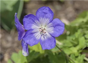 Geranium wallichianum 'Lilac Ice'® - Garten-Storchschnabel 'Lilac Ice'® Geranium wallichianum 'Lilac Ice'® - Garten-Storchschnabel 'Lilac Ice'®