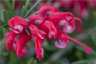 Grevillea robusta - Australische Silbereiche Grevillea robusta - Australische Silbereiche