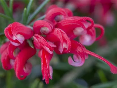 Grevillea robusta - Australische Silbereiche Grevillea robusta - Australische Silbereiche