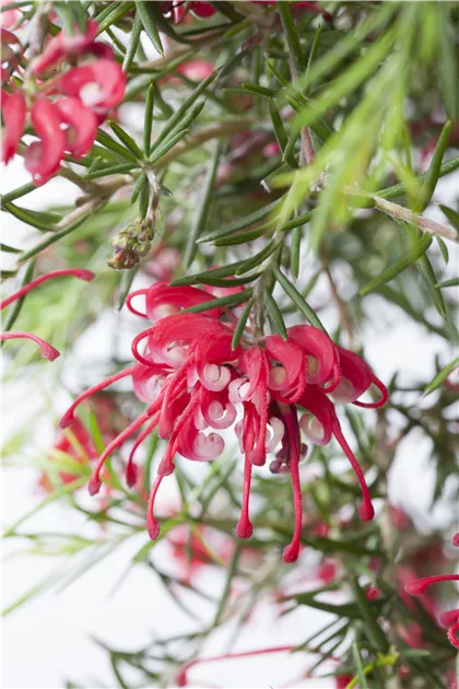Australische Silbereiche, Grevillea robusta