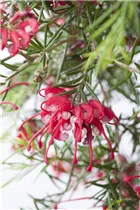 Grevillea robusta - Australische Silbereiche Grevillea robusta - Australische Silbereiche