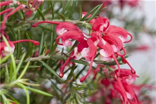 Grevillea robusta - Australische Silbereiche Grevillea robusta - Australische Silbereiche