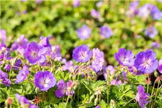 Geranium wallichianum 'Rozanne'® - Storchschnabel 'Rozanne'® Geranium wallichianum 'Rozanne'® - Storchschnabel 'Rozanne'®