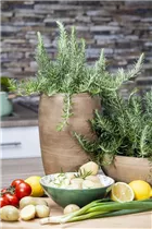 Grillkräuter - Grillkräuter Grillkräuter - Grillkräuter