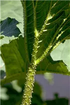 Gunnera manicata - Mammutblatt Gunnera manicata - Mammutblatt