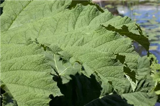 Gunnera manicata - Mammutblatt Gunnera manicata - Mammutblatt