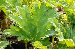 Gunnera manicata - Mammutblatt Gunnera manicata - Mammutblatt