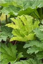 Gunnera manicata - Mammutblatt Gunnera manicata - Mammutblatt
