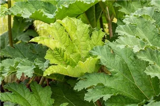 Gunnera manicata - Mammutblatt Gunnera manicata - Mammutblatt