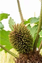 Gunnera manicata - Mammutblatt Gunnera manicata - Mammutblatt