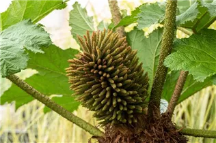 Gunnera manicata - Mammutblatt Gunnera manicata - Mammutblatt
