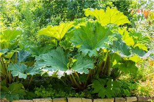 Gunnera manicata - Mammutblatt Gunnera manicata - Mammutblatt