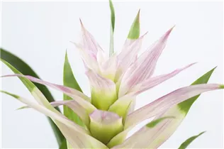 Guzmania 'Bolero' - Guzmanie