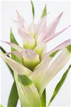 Guzmania 'Bolero' - Guzmanie