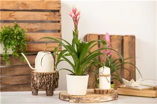 Guzmania 'Candy' - Guzmanie