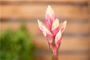 Guzmania 'Candy' - Guzmanie