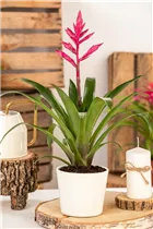 Guzmania 'Claire' - Guzmanie 'Claire'