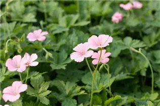 Geranium x oxonianum 'Wargrave Pink' - Oxford-Garten-Storchschnabel 'Wargrave Pink' Geranium x oxonianum 'Wargrave Pink' - Oxford-Garten-Storchschnabel 'Wargrave Pink'