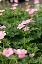 Geranium x oxonianum 'Wargrave Pink' - Oxford-Garten-Storchschnabel 'Wargrave Pink' Geranium x oxonianum 'Wargrave Pink' - Oxford-Garten-Storchschnabel 'Wargrave Pink'