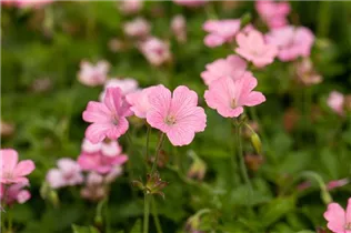 Geranium x oxonianum 'Wargrave Pink' - Oxford-Garten-Storchschnabel 'Wargrave Pink' Geranium x oxonianum 'Wargrave Pink' - Oxford-Garten-Storchschnabel 'Wargrave Pink'