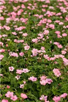 Geranium x oxonianum 'Wargrave Pink' - Oxford-Garten-Storchschnabel 'Wargrave Pink' Geranium x oxonianum 'Wargrave Pink' - Oxford-Garten-Storchschnabel 'Wargrave Pink'