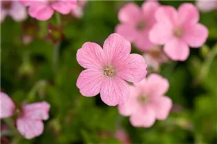 Geranium x oxonianum 'Wargrave Pink' - Oxford-Garten-Storchschnabel 'Wargrave Pink' Geranium x oxonianum 'Wargrave Pink' - Oxford-Garten-Storchschnabel 'Wargrave Pink'