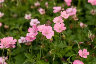 Geranium x oxonianum 'Wargrave Pink' - Oxford-Garten-Storchschnabel 'Wargrave Pink' Geranium x oxonianum 'Wargrave Pink' - Oxford-Garten-Storchschnabel 'Wargrave Pink'