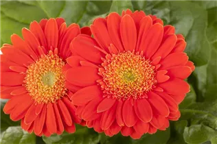 Gerbera 'Durora' - Gerbera 'Durora' Gerbera 'Durora' - Gerbera 'Durora'