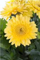 Gerbera 'Durora' - Gerbera 'Durora' Gerbera 'Durora' - Gerbera 'Durora'