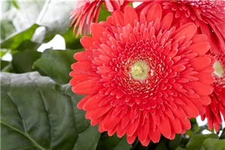 Gerbera 'Durora' - Gerbera 'Durora' Gerbera 'Durora' - Gerbera 'Durora'