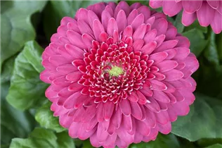 Gerbera 'Durora' - Gerbera 'Durora' Gerbera 'Durora' - Gerbera 'Durora'