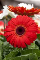 Gerbera jamesonii - Barberton-Gerbera Gerbera jamesonii - Barberton-Gerbera