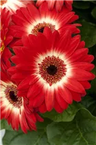 Gerbera jamesonii - Barberton-Gerbera Gerbera jamesonii - Barberton-Gerbera