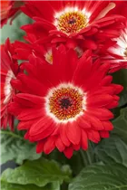 Gerbera jamesonii - Barberton-Gerbera Gerbera jamesonii - Barberton-Gerbera