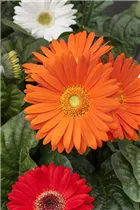 Gerbera jamesonii - Barberton-Gerbera Gerbera jamesonii - Barberton-Gerbera