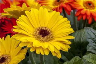 Gerbera jamesonii - Barberton-Gerbera Gerbera jamesonii - Barberton-Gerbera