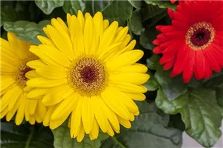 Gerbera jamesonii - Barberton-Gerbera Gerbera jamesonii - Barberton-Gerbera