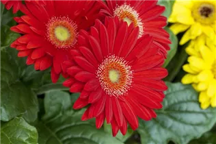Gerbera jamesonii - Barberton-Gerbera Gerbera jamesonii - Barberton-Gerbera
